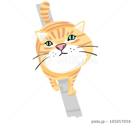 塀の上を歩くネコ 105057058