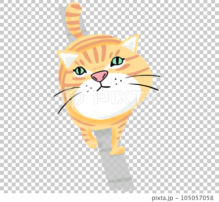 塀の上を歩くネコ 105057058