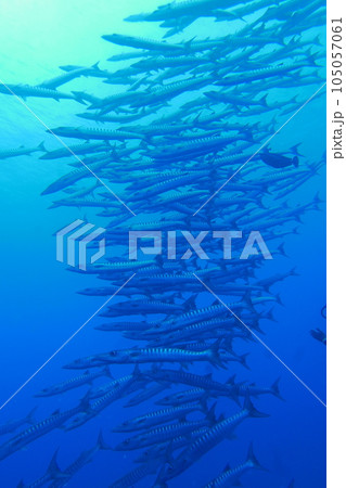 Scuba diving at Blue corner in Palau. Diving on the reefs of the Palau archipelago. 105057061