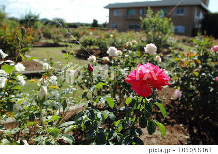 荒尾市　おもやい市民花壇　バラの花、 105058061