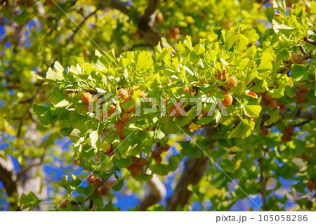 兵庫県洲本市五色町　ラッパイチョウの木 105058286