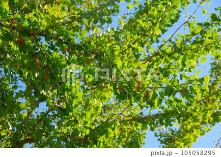 兵庫県洲本市五色町　ラッパイチョウの木 105058295