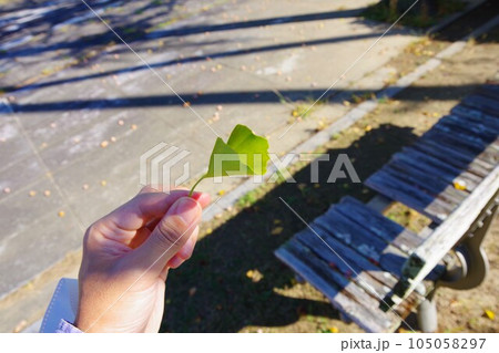 ラッパイチョウの葉 105058297