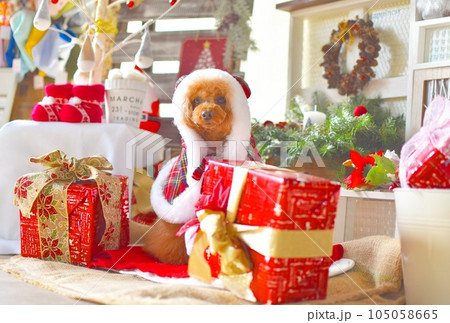 クリスマスプレゼントを開けるトイプードル クリスマスプレゼントを開けるトイプードル 105058665