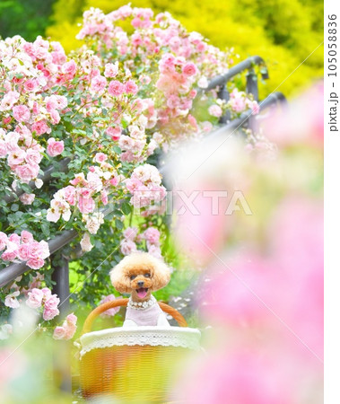 薔薇のアーチに囲まれた白いトイプードル 薔薇のアーチに囲まれた白いトイプードル 105058836