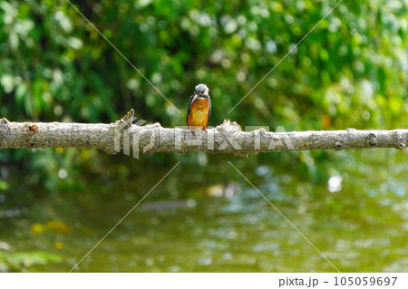 カワセミが止まり木に止まる瞬間 カワセミが止まり木に止まる瞬間 105059697