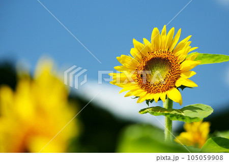 青い空と白い雲と黄色いひまわり 105059908
