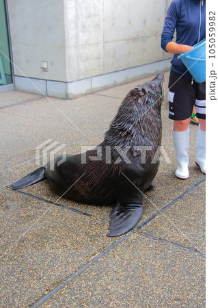 うみたまご　お散歩中のオットセイ 105059982