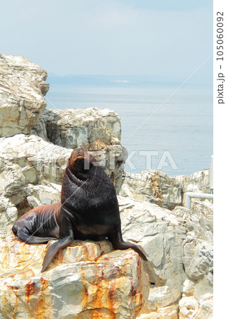 うみたまごのトド うみたまごのトド 105060092