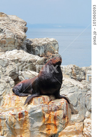 うみたまごのトド うみたまごのトド 105060093