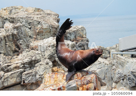 うみたまごのトド うみたまごのトド 105060094