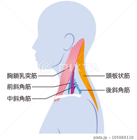 首の筋肉の構造　名称 105060110