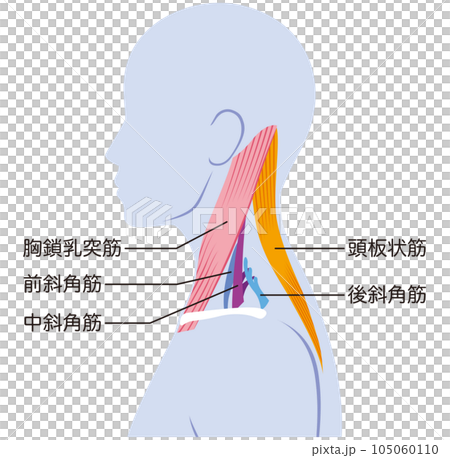 首の筋肉の構造　名称 105060110