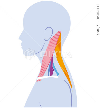 首の筋肉の構造 105060112