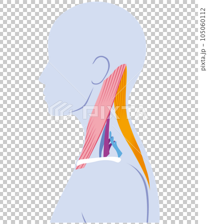 Structure of neck muscle 105060112