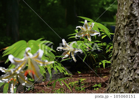 武蔵丘陵森林公園の雑木林に咲くヤマユリの花 武蔵丘陵森林公園の雑木林に咲くヤマユリの花 105060151