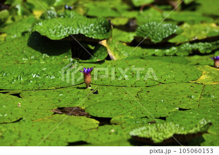武蔵丘陵森林公園の水生植物池に咲くオニバスの花 武蔵丘陵森林公園の水生植物池に咲くオニバスの花 105060153