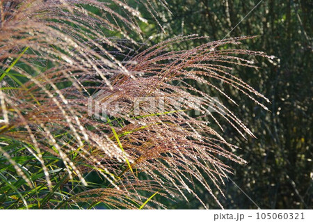 ススキ 105060321