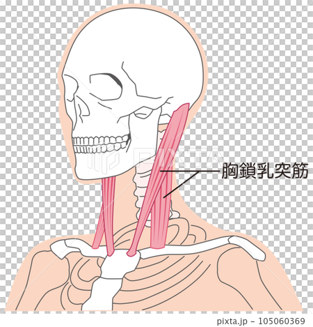 Sternocleidomastoid Muscle structure of the neck 105060369