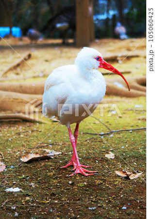 シロトキのいる風景 105060425
