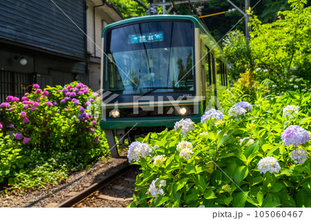 《神奈川県》江ノ電とあじさい・鎌倉の風景 105060467