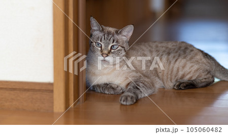 くつろぐ猫 くつろぐ猫 105060482