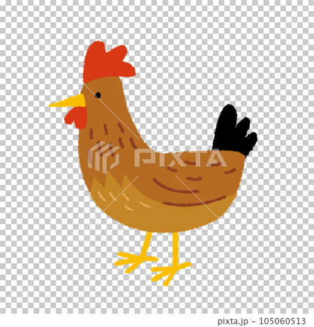 赤鶏の手描きイラスト 赤鶏の手描きイラスト 105060513
