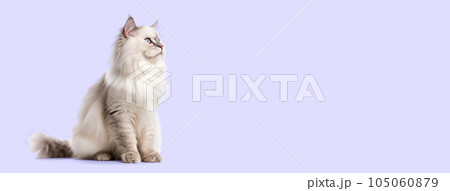Cute Ragdoll cat isolated on purple background. 105060879