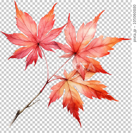 水彩楓葉 105060880