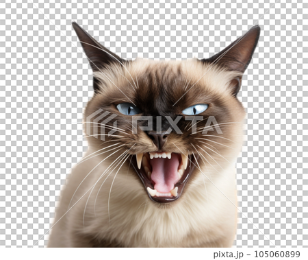 807 Siamese Cat Angry Images, Stock Photos, 3D objects, & Vectors