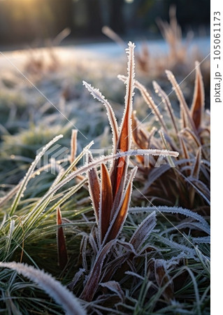 frost-covered grass blades on a chilly winter morning, created with generative ai frost-covered grass blades on a chilly winter morning, created with generative ai 105061173