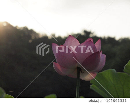 蓮の花 蓮の花 105061331