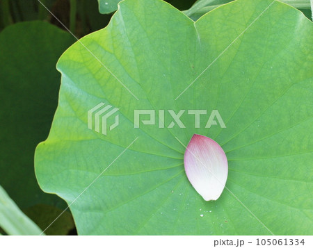 蓮の花びら 105061334