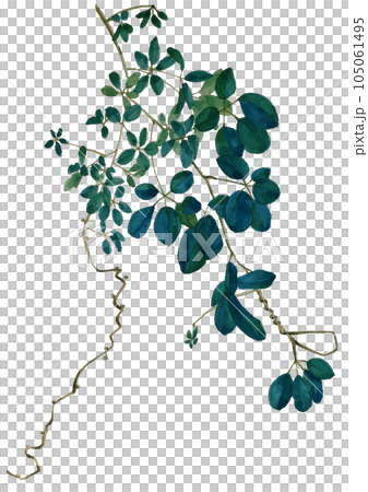 Supple vines and leaves of akebi painted in watercolor 105061495
