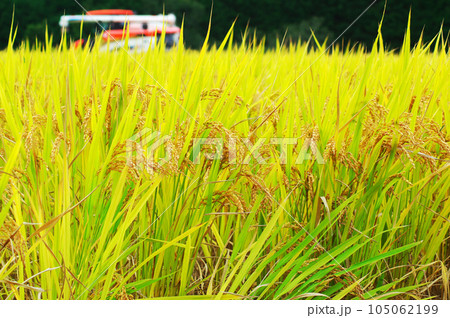 山の田んぼで稲の刈り入れ 105062199