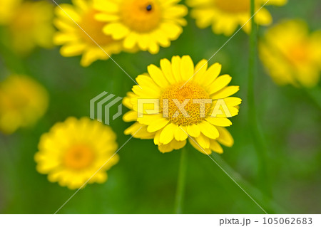 コウヤカミツレ 105062683