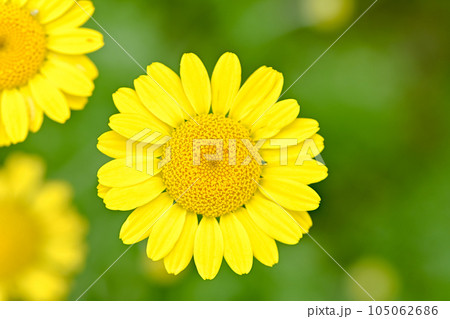 コウヤカミツレ 105062686