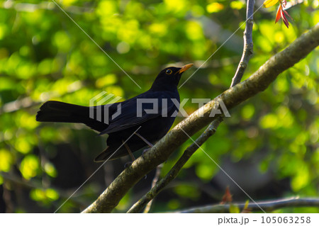 male Blackbird Turdus merula perched on the branch of a tree male Blackbird Turdus merula perched on the branch of a tree 105063258