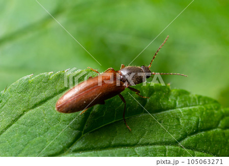 Closeup on a brown hairy clicking beetle, Athous haemorrhoidalis, sitting on a green leaf in the forrest 105063271