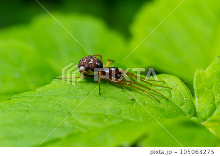 macro shot of Metellina spider on tip of green leaf, wildlife in natural environment macro shot of Metellina spider on tip of green leaf, wildlife in natural environment 105063275