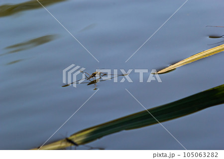 Insect Gerris lacustris, known as common pond skater or common water strider is a species of water strider, found in Europe have ability to move quickly on the water surface and have hydrophobic legs 105063282