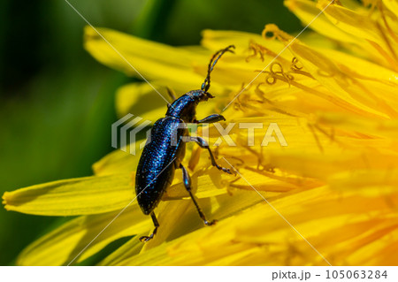 The longhorn beetle Callidium violaceum on a yellow flower The longhorn beetle Callidium violaceum on a yellow flower 105063284