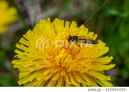 The female longfly Sphaerophoria scripta sits on a dandelion petal 105063293