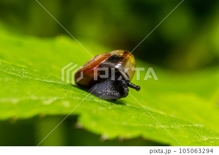Oxychilus alliarius , commonly known as the garlic snail or garlic glass-snail Oxychilus alliarius , commonly known as the garlic snail or garlic glass-snail 105063294