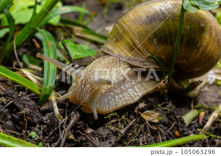 Helix pomatia also Roman snail, Burgundy snail, edible snail or escargot, is a species of large, edible, air-breathing land snail, a terrestrial pulmonate gastropod mollusk in the family Helicidae Helix pomatia also Roman snail, Burgundy snail, edible snail or escargot, is a species of large, edible, air-breathing land snail, a terrestrial pulmonate gastropod mollusk in the family Helicidae 105063296