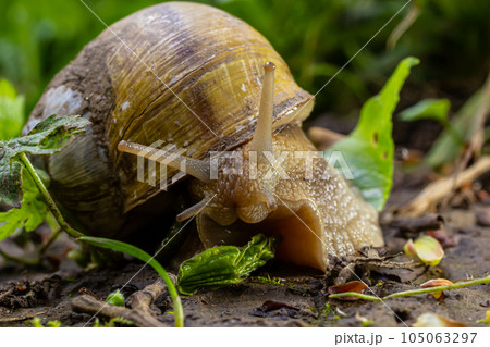Helix pomatia also Roman snail, Burgundy snail, edible snail or escargot, is a species of large, edible, air-breathing land snail, a terrestrial pulmonate gastropod mollusk in the family Helicidae Helix pomatia also Roman snail, Burgundy snail, edible snail or escargot, is a species of large, edible, air-breathing land snail, a terrestrial pulmonate gastropod mollusk in the family Helicidae 105063297