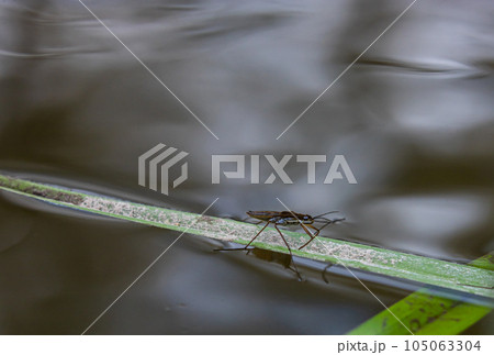 Insect Gerris lacustris, known as common pond skater or common water strider is a species of water strider, found in Europe have ability to move quickly on the water surface and have hydrophobic legs Insect Gerris lacustris, known as common pond skater or common water strider is a species of water strider, found in Europe have ability to move quickly on the water surface and have hydrophobic legs 105063304
