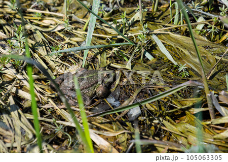 Frog Rana ridibunda pelophylax ridibundus sits on stones on the shore of garden pond. Blurred background. Selective focus. Spring landscaped garden. Natural habitat. Nature concept for design Frog Rana ridibunda pelophylax ridibundus sits on stones on the shore of garden pond. Blurred background. Selective focus. Spring landscaped garden. Natural habitat. Nature concept for design 105063305