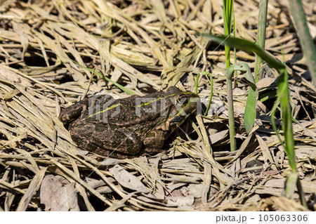 Frog Rana ridibunda pelophylax ridibundus sits on stones on the shore of garden pond. Blurred background. Selective focus. Spring landscaped garden. Natural habitat. Nature concept for design 105063306