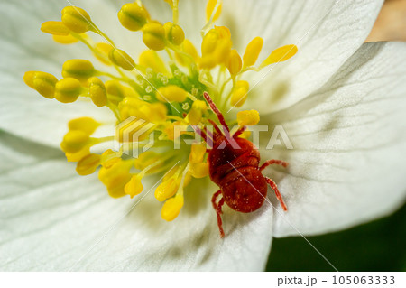 Close up macro Red velvet mite or Trombidiidae in natural environment on a white anemone flower 105063333